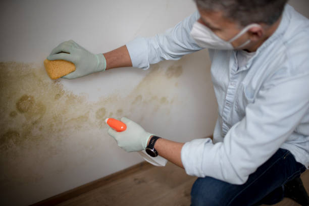 Best Mold Removal Company Near Me  in Boonville, IN