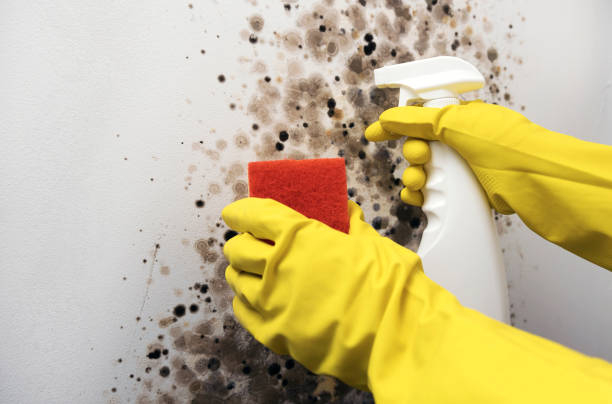 Best Certified Mold Removal  in Boonville, IN