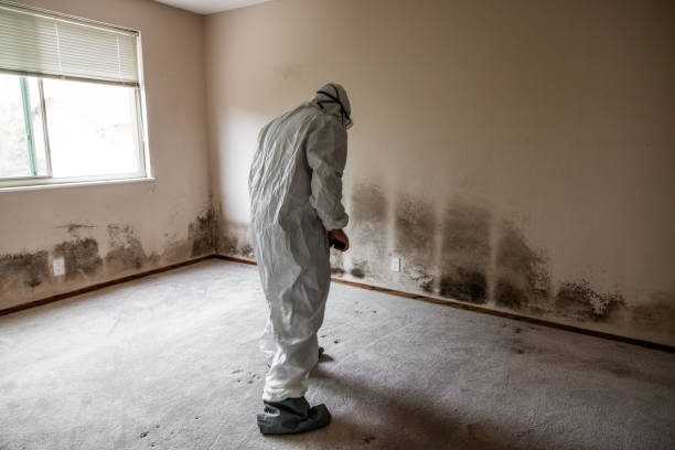 Best Commercial Mold Removal  in Boonville, IN