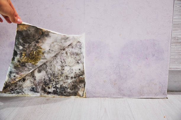Best Mold Damage Repair  in Boonville, IN